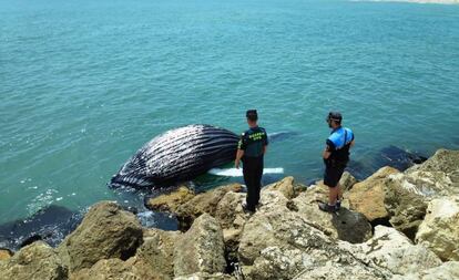 La cría de ballena sin vida en el puerto de Gandia, con agentes de la Guardia Civil y la Policía Local. Imagen: Policía Local de Gandia