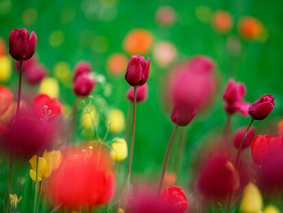 Orgía de tulipanes en Holanda