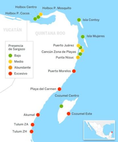 Presencia de sargazo en las costas de la Riviera Maya.