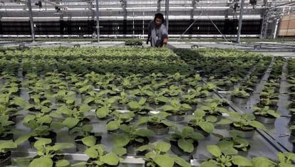 El tabaco es una de las plantas más fáciles de manipular