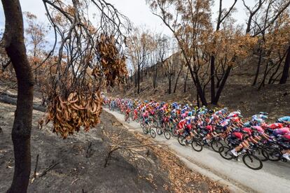 Un pelotón de ciclistas rueda por un campo quemado, cerca de Woodside, durante la segunda etapa del evento Tour Down Under en Adelaide Hills (Australia).
