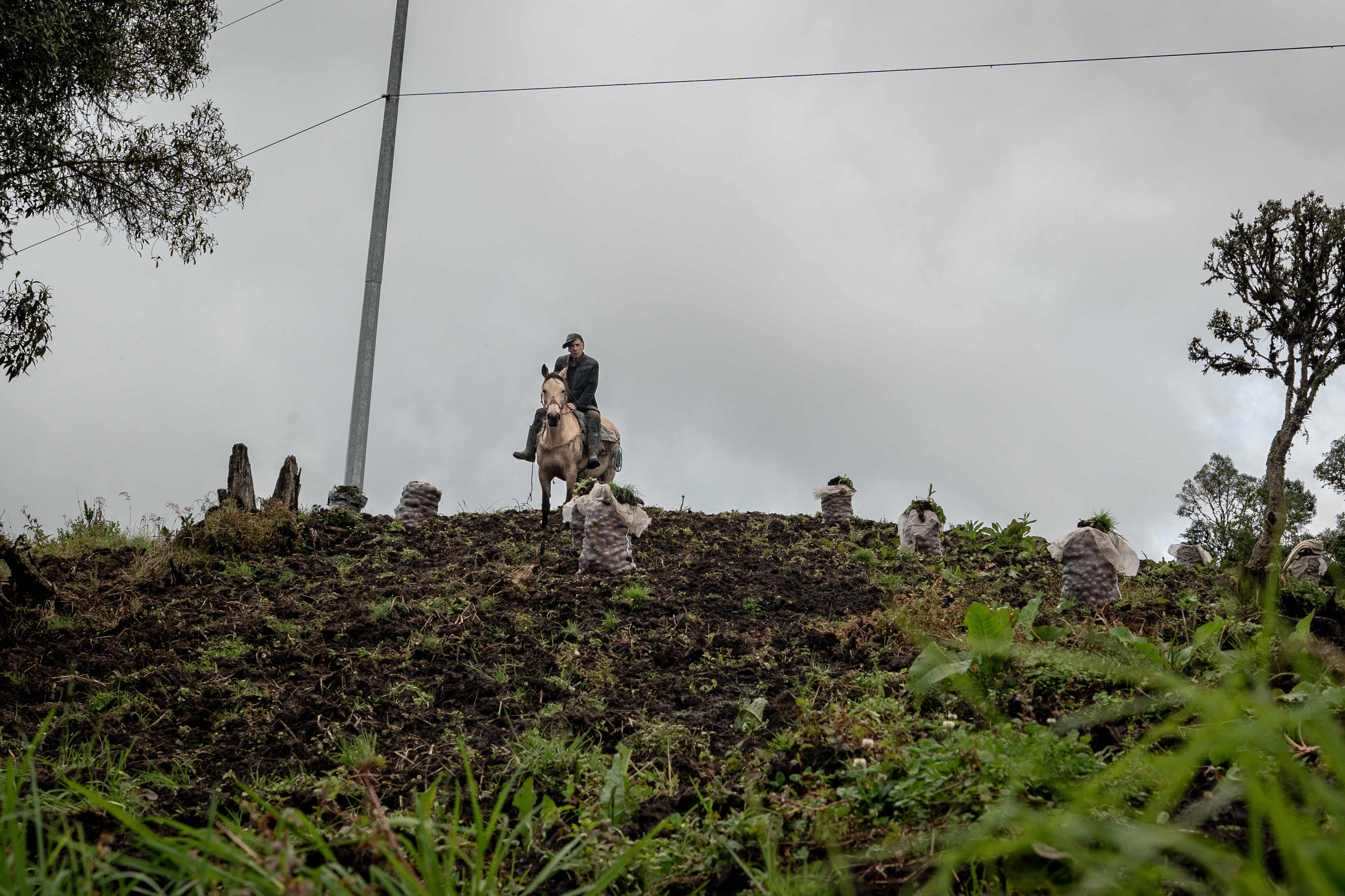 A farmer walks through a crop in the municipality of Gutiérrez, on June 2.