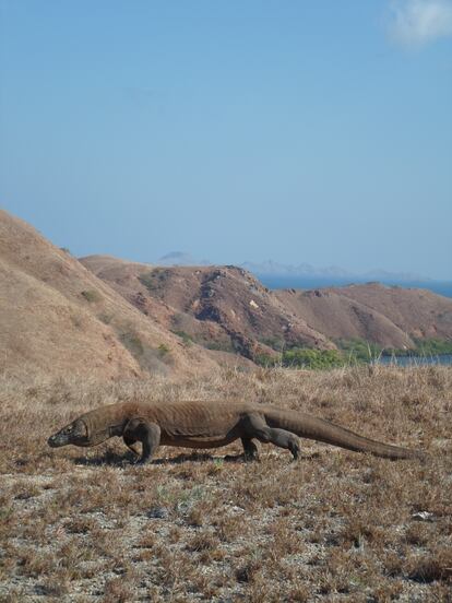 Dragón de Komodo ('Varanus komodoensis'). 