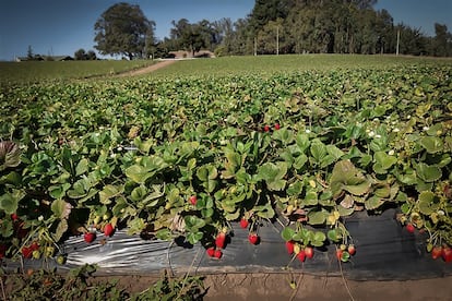 Cultivos de fresa investigados por la Universidad de Concepción. La presencia de microplásticos reduce en un 27% la altura de las plantas de fresa y genera valores más bajos de tallos en comparación con los cultivos sin contaminantes.