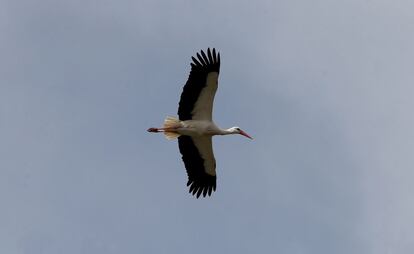 Una cigüeña planea tranquila buscando un lugar para establecerse en la misma zona, al lado de la Casa de Campo.