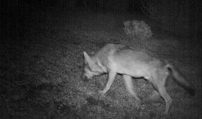 Lobo posiblemente de origen italiano captado en octubre en la comarca aragonesa de Ribagorza por una c&aacute;mara de fototrampeo.