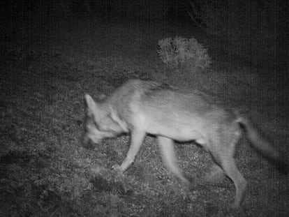 Lobo posiblemente de origen italiano captado en octubre en la comarca aragonesa de Ribagorza por una c&aacute;mara de fototrampeo.
