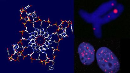 A la izquierda, representación de las estructuras de cuádruple hélice. A la derecha, su visualización en células cancerosas.