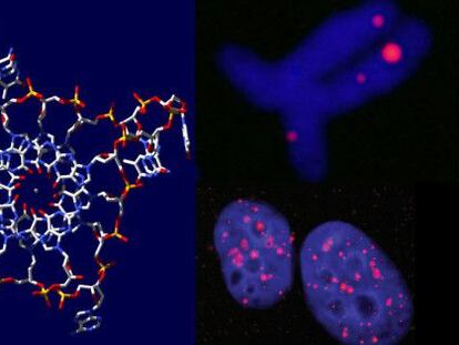 A la izquierda, representación de las estructuras de cuádruple hélice. A la derecha, su visualización en células cancerosas.