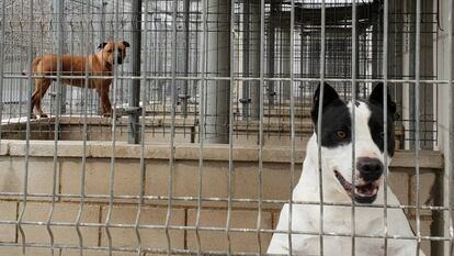 Dos ejemplares de perros potencialmente peligrosos, en el refugio de la Sociedad Protectora de Animales y Plantas de Madrid.