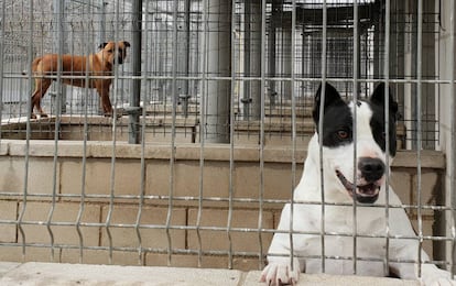 Dos ejemplares de perros potencialmente peligrosos, en el refugio de la Sociedad Protectora de Animales y Plantas de Madrid.