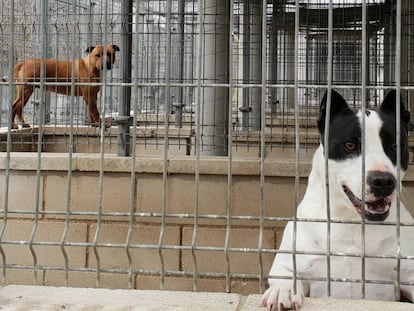 Dos perros en un refugio.