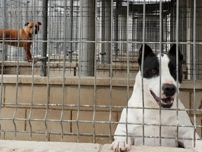 Desde la izquierda, 'Dwayne' y 'Torito', dos perros potencialmente peligrosos, en el refugio de la Sociedad Protectora de animales y plantas.