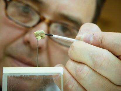 Un investigador del Museo Arqueol&oacute;gico de Granada sostiene el molar de 1,4 millones de a&ntilde;os hallado en Orce.
