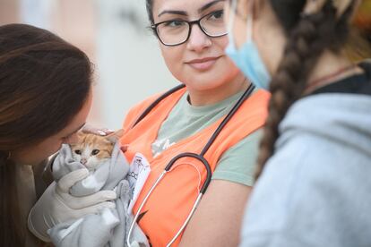 Una veterinaria cuida a un gato.