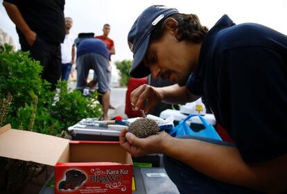 En la apertura del zoo (2007) llegaron a convivir unos 100 animales pero en la actualidad el propietario no puede costear los alimentos necesarios debido a los continuos ataques bélicos y la escasez económica de los habitantes de Gaza. En la imagen, un miembro de la ONG 'Four Paws' (Cuatro Patas) prepara a los animales para evacuarlos.