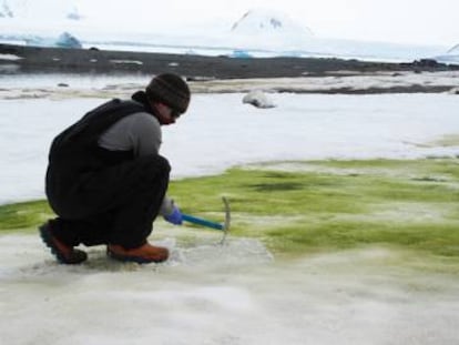 Matt Davey recoge muestras de algas de nieve en la Isla Lagoon. 