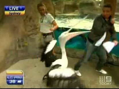 Hombre del tiempo vs. pelicano