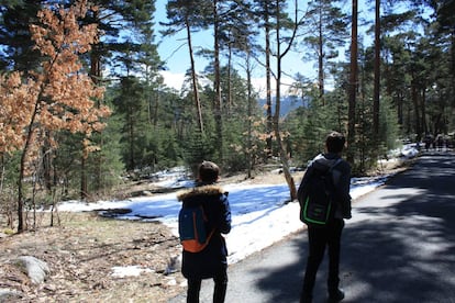 Ascent to Cerro del Puerco, in the pine groves of Valsaín (Segovia).