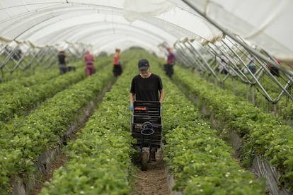 Trabajadoras en una finca de plantaciones de fresas y frambuesas en Almonte (Huelva) durante la temporada de 2018.