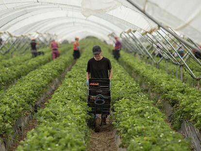 Trabajadoras en una finca de plantaciones de fresas y frambuesas en Almonte (Huelva) durante la temporada de 2018.