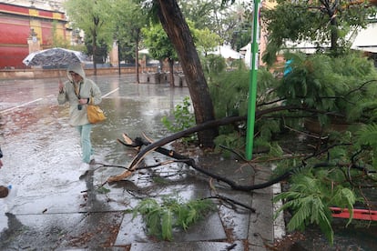 Caída de ramas de árboles en el centro de Sevilla, este domingo.