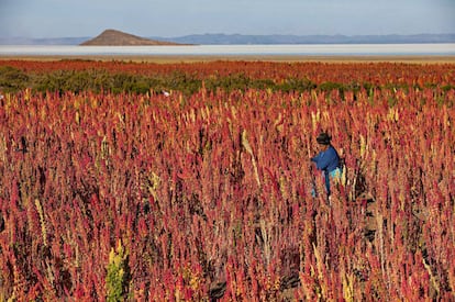 Plantación de quinua en el pueblo boliviano de Jirira.