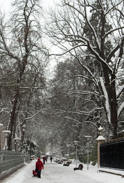 Los castaños del parque de la Florida en Vitoria amanecieron cargados de nieve en el segundo día de nevadas en la capital alavesa.