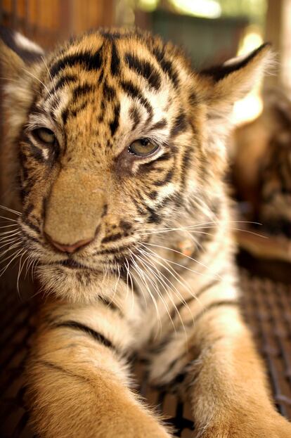 Los tigres de las granjas chinas sufren a menudo enfermedades. Rara vez les tratan porque valen más muertos que vivos.