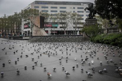 La plaza de Cataluña de Barcelona, vacía de gente y ocupada por las palomas.