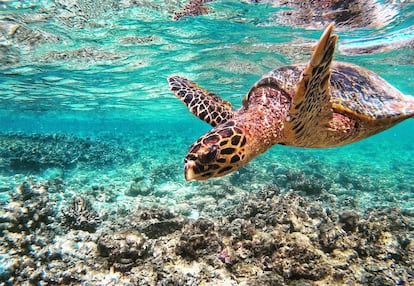 Una tortuga en aguas junto a la isla de Thulusdhoo, en Maldivas