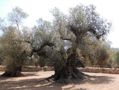 La Farga de Arión, ubicado en Ulldecona (Tarragona), es uno de los árboles más longevos de España.