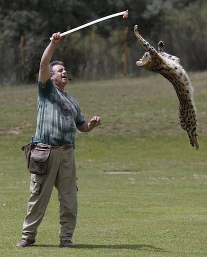 Un ejemplar de serval participa en una de las exhibiciones.