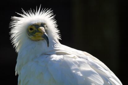 el alimoche, especie en alto riesgo de extinción, es un ave migratoria que pasa el invierno en África; en Canarias, el guirre es sedentario