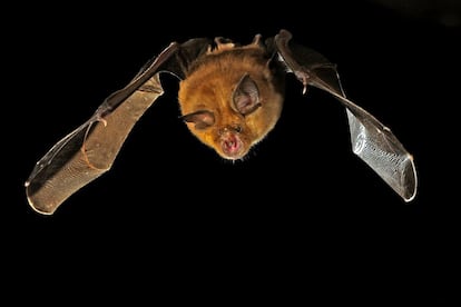 Murciélago pequeño de herradura ('Rhinolophus hipposideros').