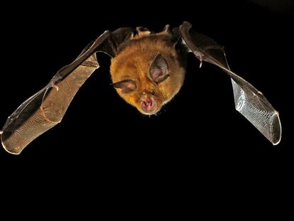 Murciélago pequeño de herradura ('Rhinolophus hipposideros').