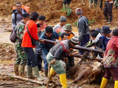 Soldados y voluntarios intentan liberar del lodo a una vaca tras el corrimiento de tierras en la isla indonesia de Java.