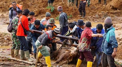 Soldados y voluntarios intentan liberar del lodo a una vaca tras el corrimiento de tierras en la isla indonesia de Java.