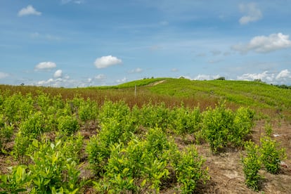 Cultivo de Coca en Colombia
