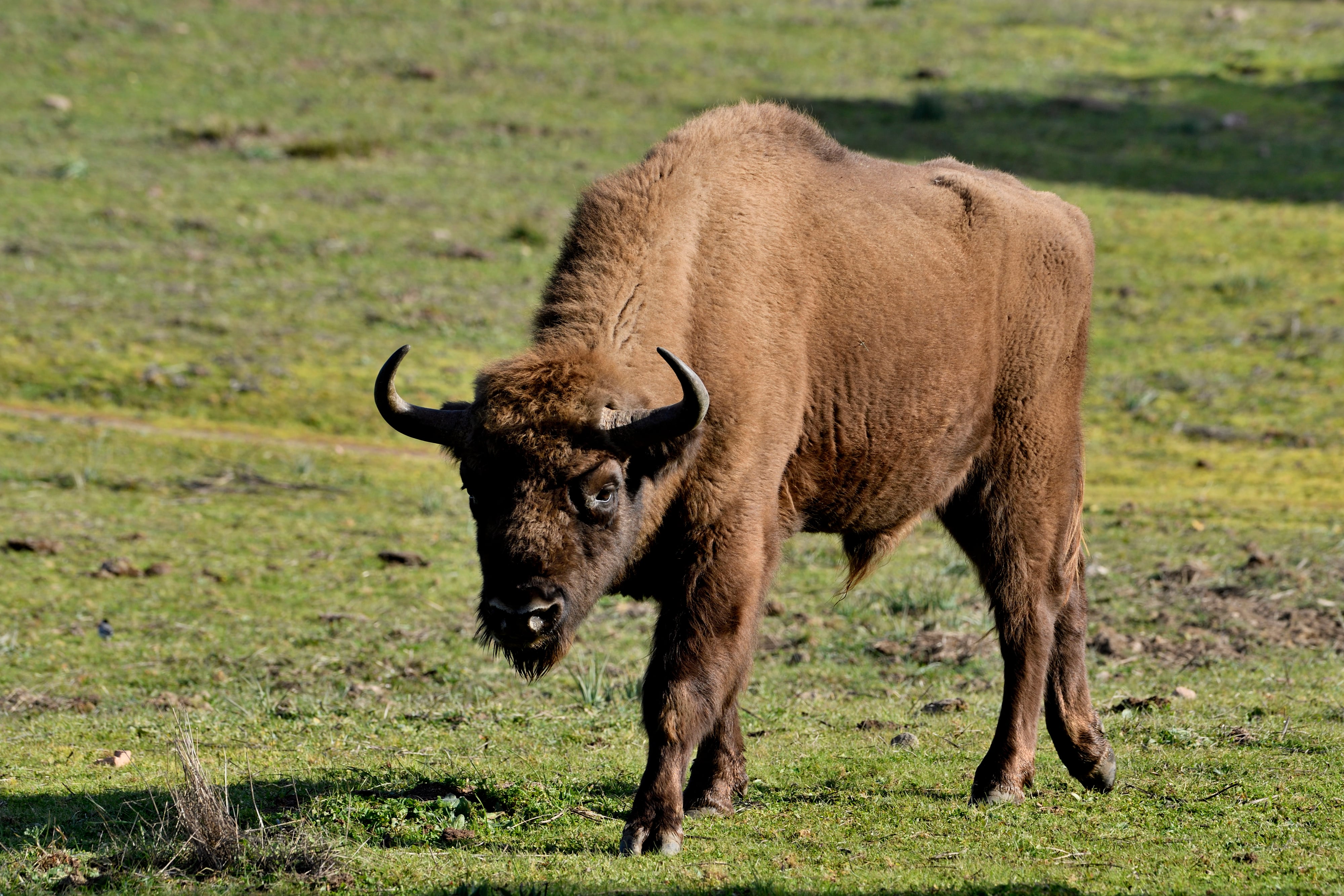 El bisonte sobrevive al fuego y se asienta en la Sierra de Andújar