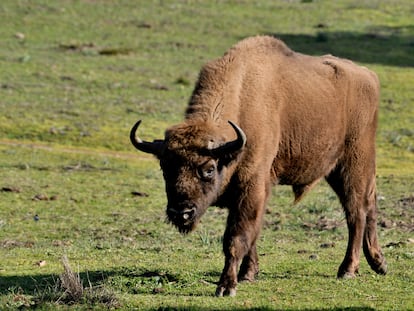 Un bisonte en la Sierra de Andújar (Jaén), en 2023.