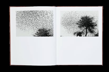 Des oiseaux. Graciela Iturbide ( Éditions Xavier Barral).