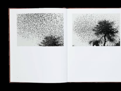 Des oiseaux. Graciela Iturbide ( Éditions Xavier Barral).
