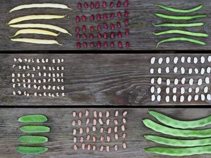 La comida del futuro