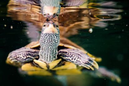 Una tortuga nada en un estanque antes de su traslado al 'Centro Emys' en Chavornay, Suiza.