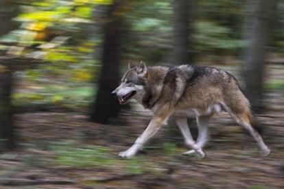 Un lobo corriendo en un bosque de Suecia.