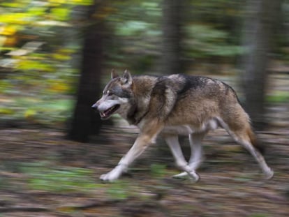 Un lobo corriendo en un bosque de Suecia.