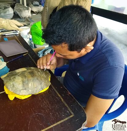 El científico Rubén Vanegas estudiando el fósil de la tortuga. 