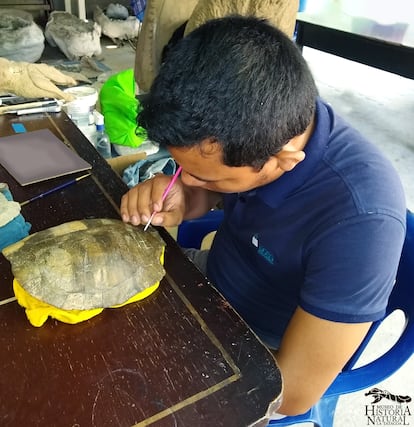 El científico Rubén Vanegas estudiando el fósil de la tortuga. 