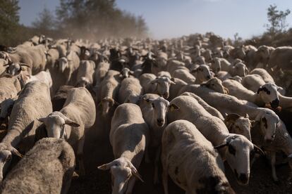 El rebaño de ovejas es dirigido hasta el cobertizo donde pasan la noche.